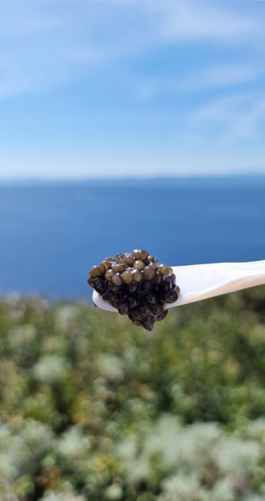 L'aventure de Xavier Van Kerrebrouck